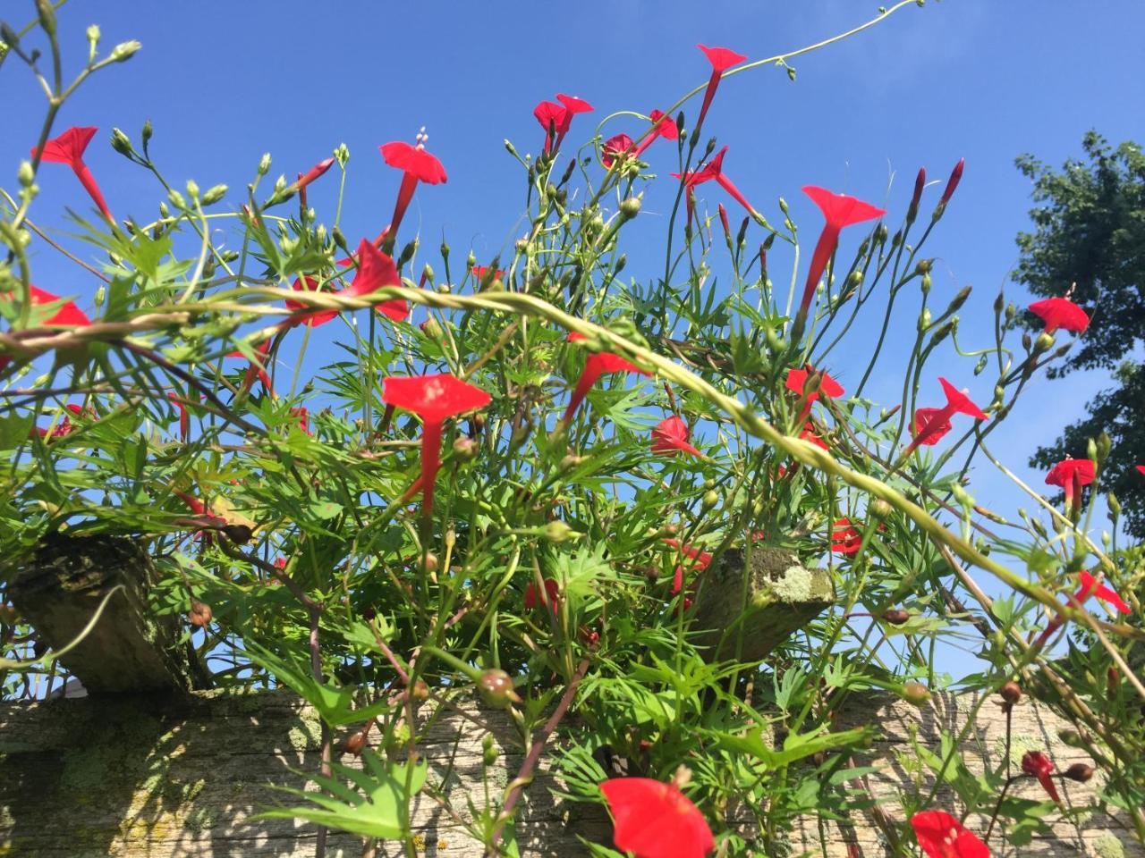 Annville Inn Bed & Breakfast מראה חיצוני תמונה